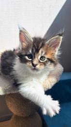 prachtig lief Main Coon Kittens van geteste Ouders, Dieren en Toebehoren, Katten en Kittens | Raskatten | Langhaar, Meerdere dieren