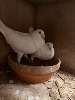 Witte postduiven koppel, Dieren en Toebehoren