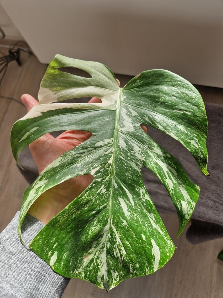 Monstera Variegata Albo stekken, Huis en Inrichting, Kamerplanten, Ophalen of Verzenden, Halfschaduw, Minder dan 100 cm