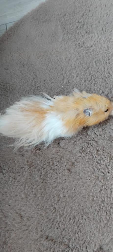 Goudhamster, Hamster, Vrouwelijk, Januari, Tam