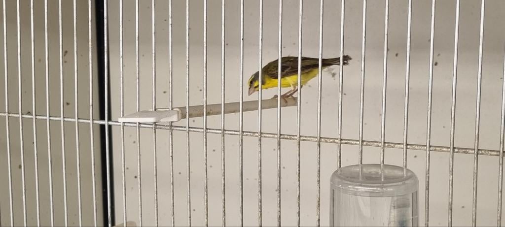 Mozambique sijs man, Dieren en Toebehoren, Vogels | Overige Vogels, Mannelijk, Tropenvogel