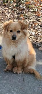 Beauty ter Adoptie!, Particulier, Rabiës (hondsdolheid), Buitenland, Eén hond