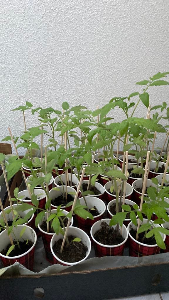 Tomatenplantjes  ( saint pierre ), Ophalen, Eenjarig, Groenteplanten, Volle zon