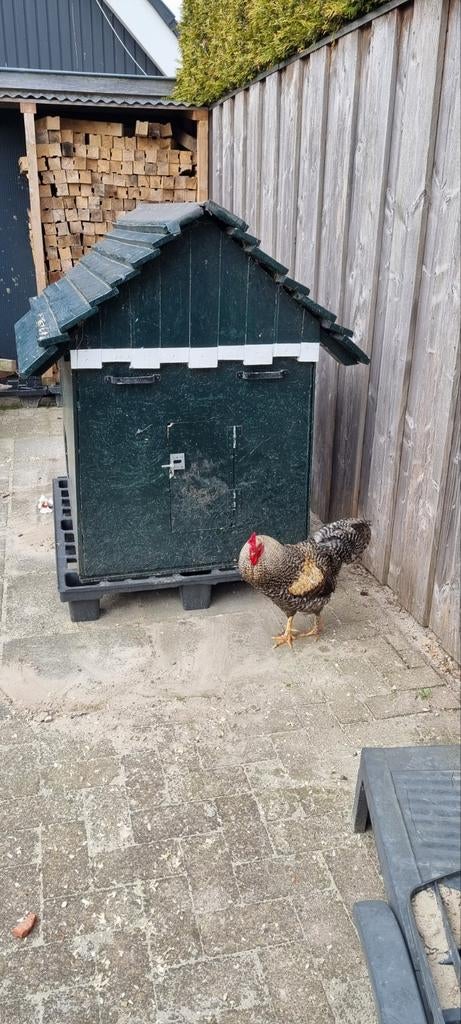 Kippenhok met gratis haan erbij, Ophalen, Gebruikt, Kippenhok of Kippenren