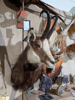 opgezet Alpengems gems borst preparaat hert taxidermie, Ophalen, Wild dier, Opgezet dier
