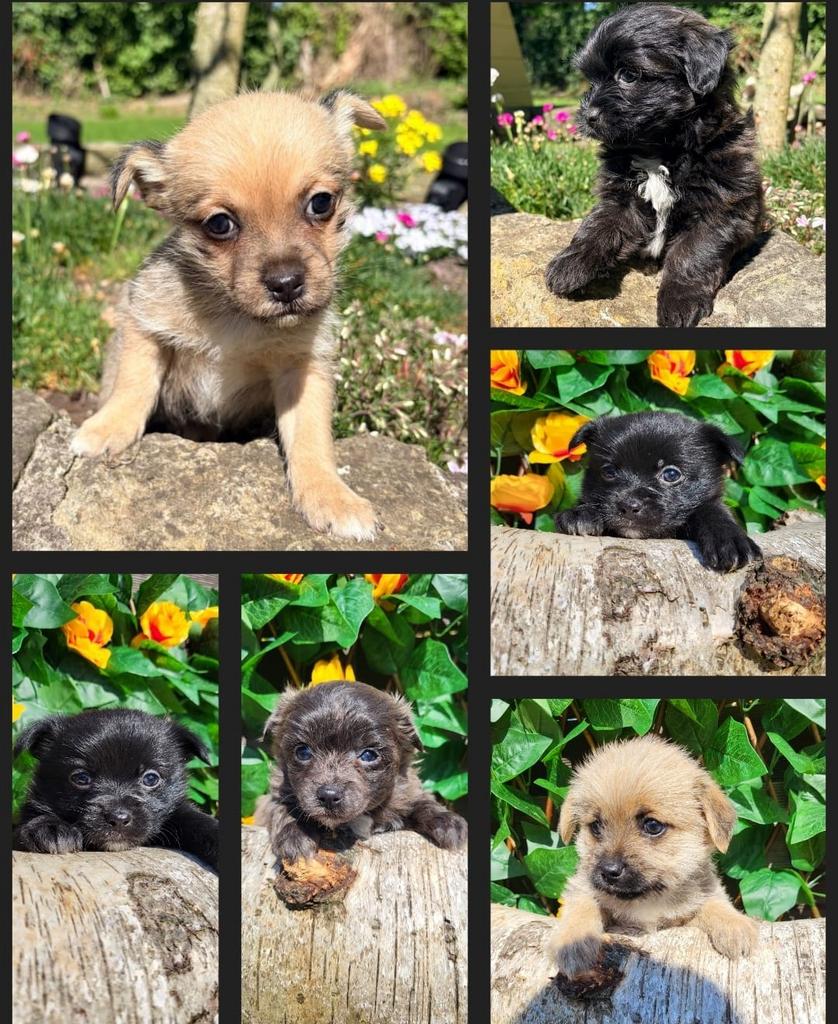 leuke kruizing maltipoo pups te koop., HCC (leverziekte), Overige rassen, 8 tot 15 weken, Meerdere