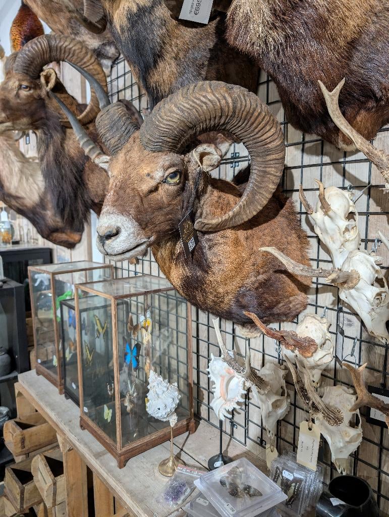 opgezet moeflon winkel borst preparaat hert taxidermie, Verzamelen, Dierenverzamelingen, Ophalen, Wild dier, Opgezet dier
