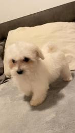 Maltipoo pupy teefje, Poedel, Parvo, 8 tot 15 weken, Teef