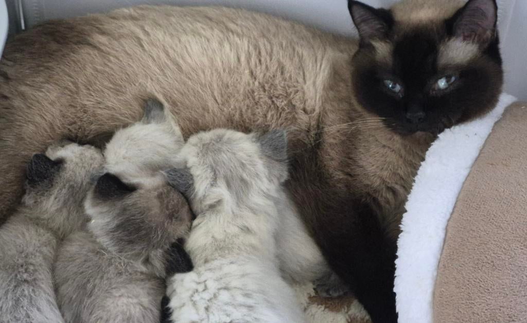 Kittens 75% ragdoll 25% brit, Dieren en Toebehoren, Katten en Kittens | Raskatten | Langhaar