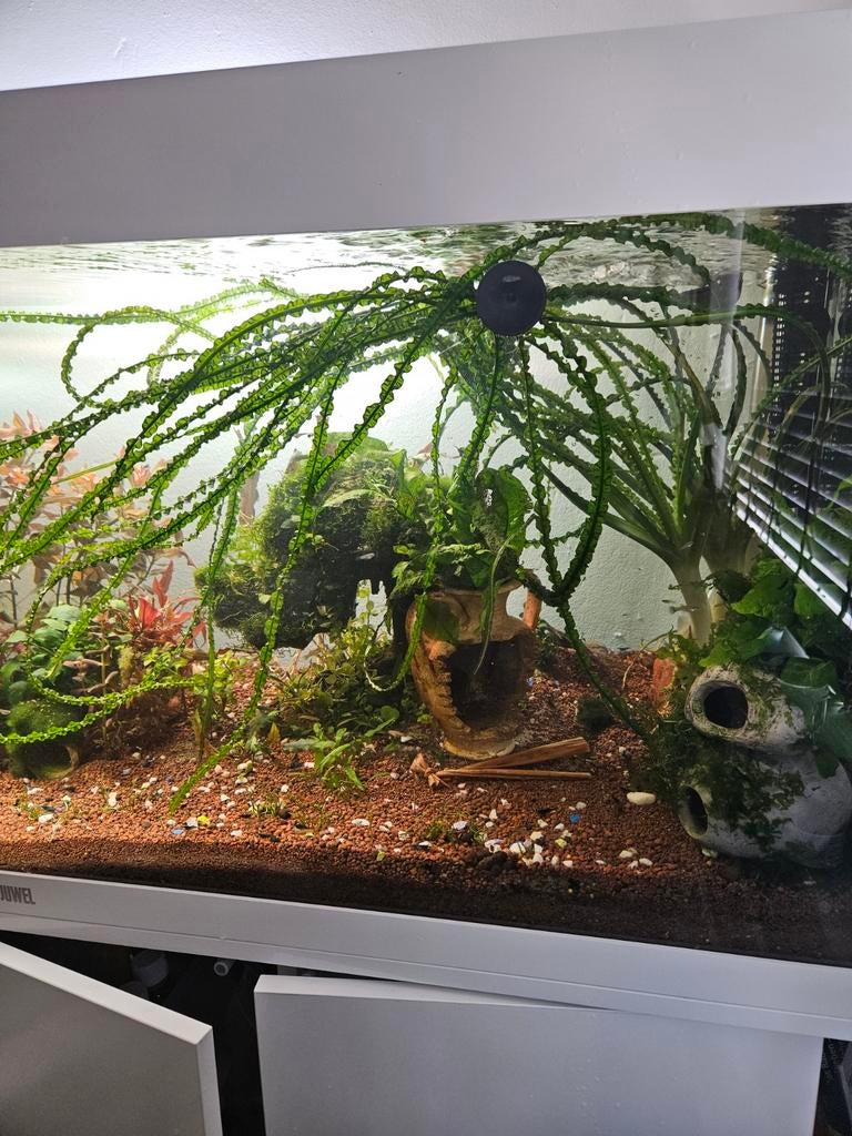 Crinum Calamistratum, Ophalen of Verzenden, Zo goed als nieuw, Plant(en), Steen of Hout