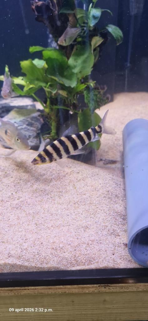 Leporenus 12cm, Dieren en Toebehoren, Vissen | Aquariumvissen, Vis