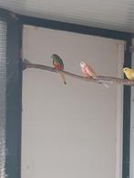 Wildkleur roodbuik turquasine, Dieren en Toebehoren, Vogels | Parkieten en Papegaaien, Vrouwelijk, Parkiet, Geringd