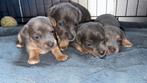 Super Mooie blue and tan jackrussel puppy’s, Jack Russell Terriër, 8 tot 15 weken, Parvo, Meerdere
