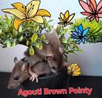 ❤️🐀Tamme Baby Dumbo Ratjes met Stamboom🧬, Dieren en Toebehoren, Knaagdieren, Rat, Februari, Meerdere dieren, Tam