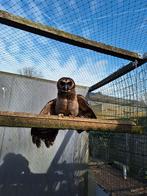 Bruine bosuil, Dieren en Toebehoren, Vogels | Overige Vogels, Vrouwelijk, Roofvogel, Geringd