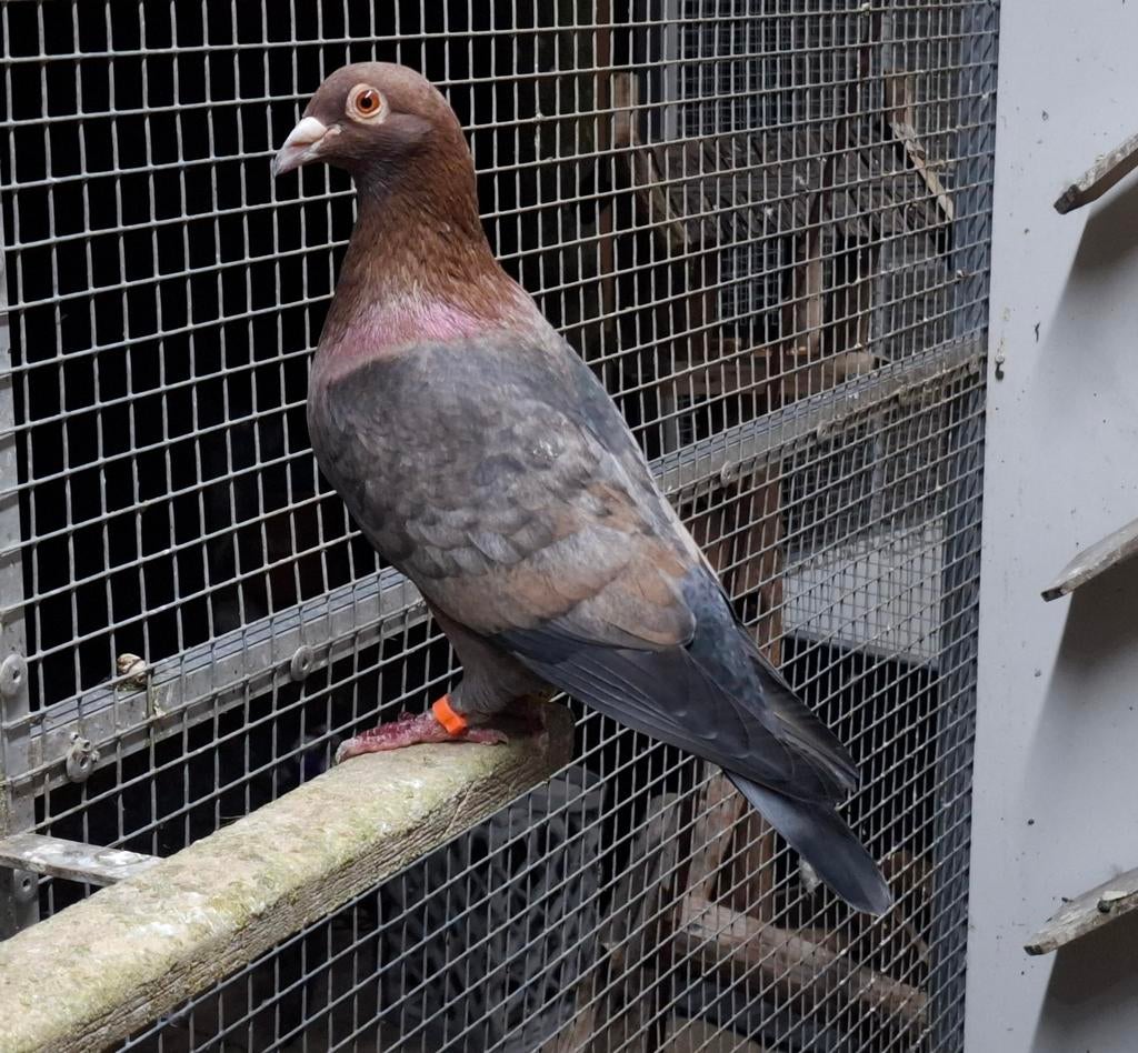 Prachtige gimpel split pale doffer 2024 kleurpostduif postdu, Dieren en Toebehoren, Mannelijk, Postduif