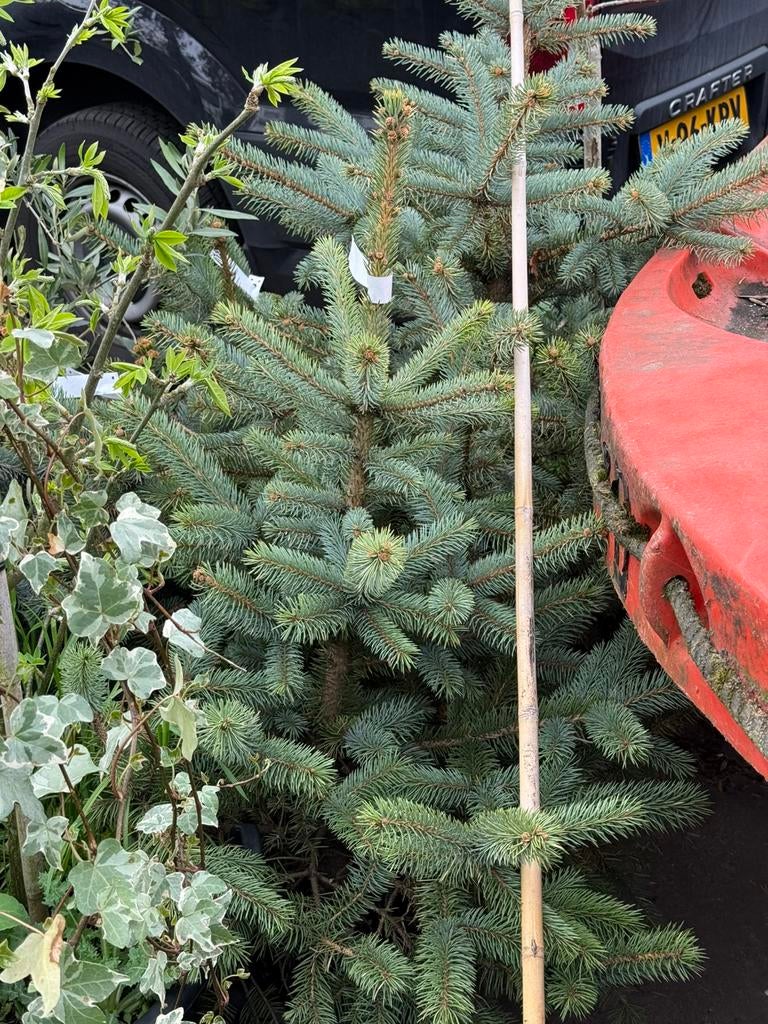 Kerst boompjes geworteld lopen prima uit div soorten, Tuin en Terras, Planten | Bomen, Bloeit niet, Halfschaduw, Overige soorten