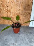 Philodendron Painted Lady, Groene kamerplant, Ophalen of Verzenden, Halfschaduw, Minder dan 100 cm