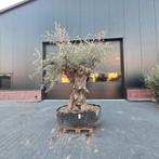 Olea Europaea rustico olijfbomen, Tuin en Terras, Overige soorten, Lente, 100 tot 250 cm, Ophalen