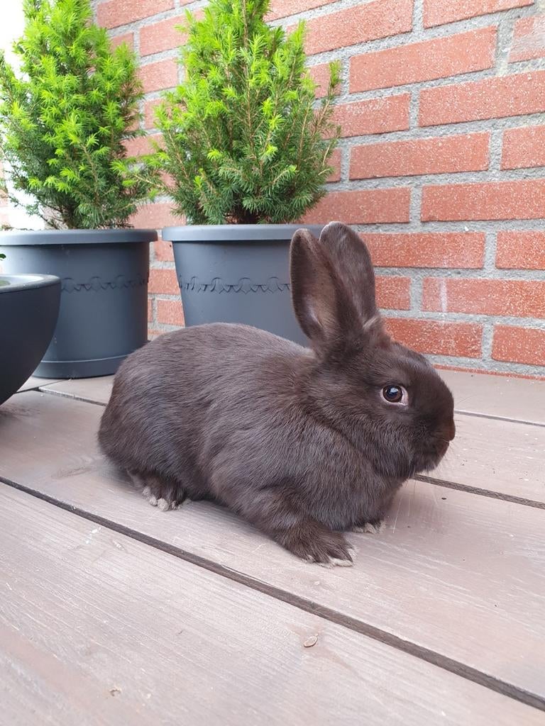 Havanna Voedster Jong, Dieren en Toebehoren, Konijnen, Vrouwelijk, Middelgroot, 0 tot 2 jaar