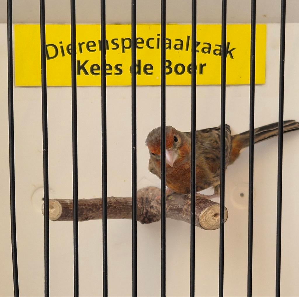 Bastaard Mexicaanse roodmus, Dieren en Toebehoren, Mannelijk, Geringd