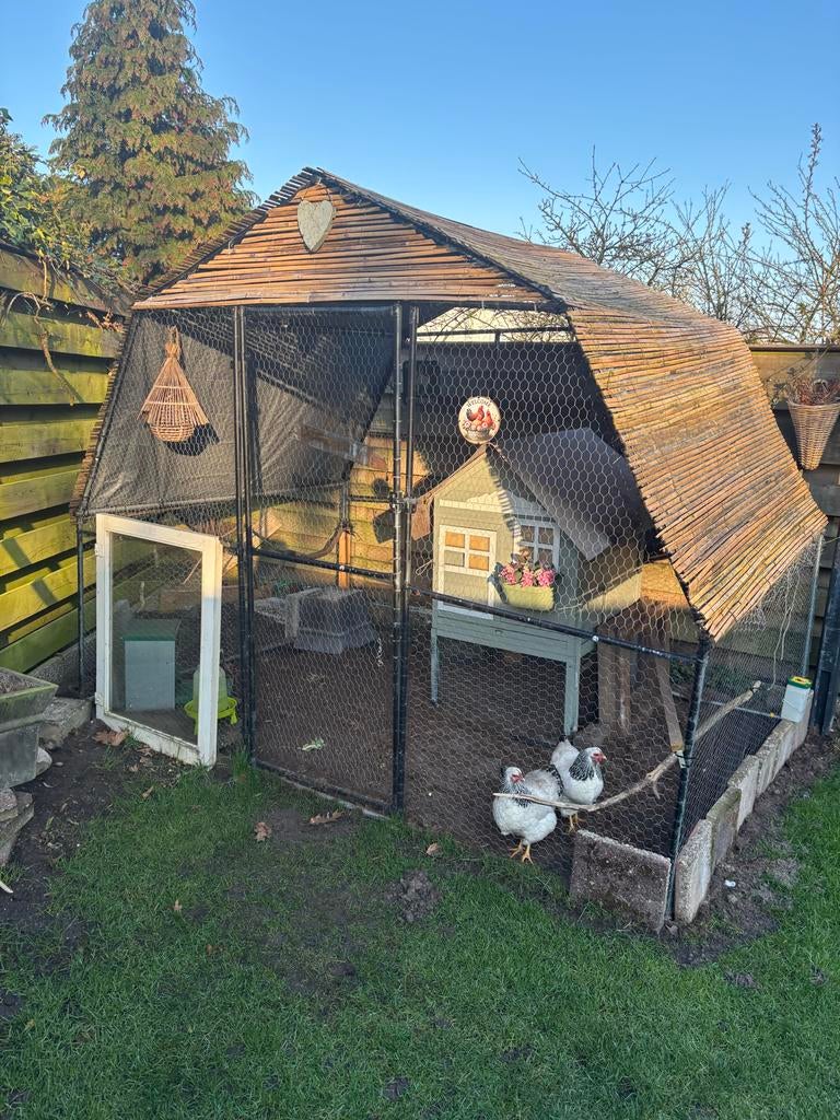 Hok incl kippen, Dieren en Toebehoren, Pluimvee | Toebehoren, Ophalen of Verzenden, Zo goed als nieuw, Kippenhok of Kippenren