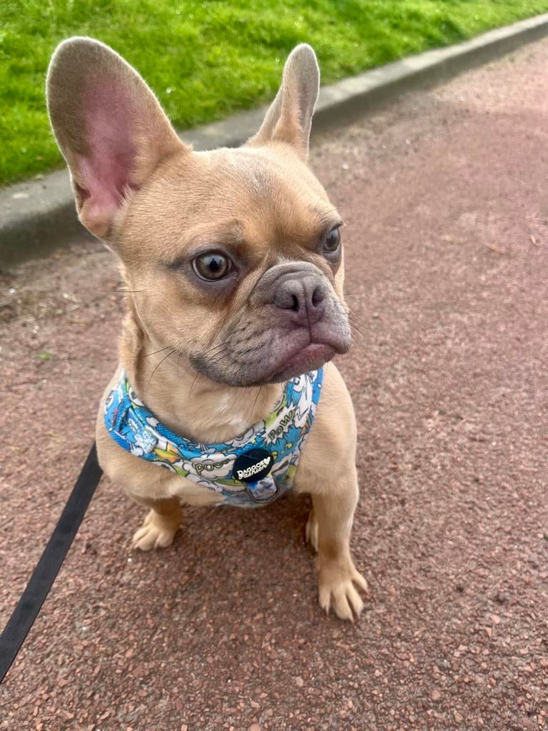 Franse bulldog reu, Dieren en Toebehoren, 15 weken tot 1 jaar, Reu, Parvo, Bulldog