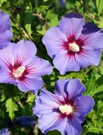 Vaste planten te koop, Ophalen, Overige soorten, Volle zon