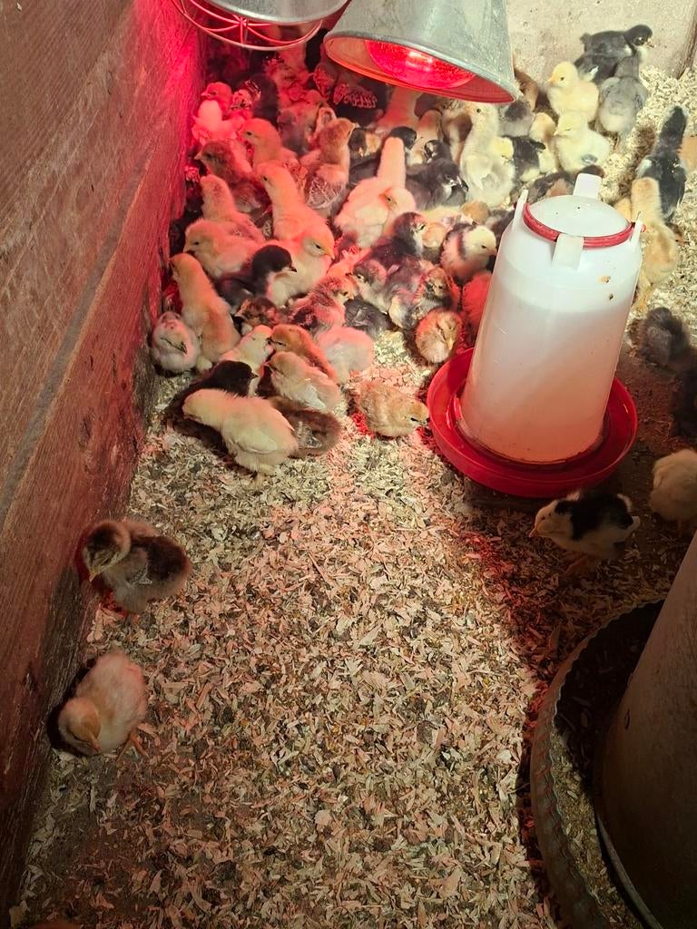 125 kuikens brahma zijdehoen en wyandotte, Dieren en Toebehoren, Pluimvee