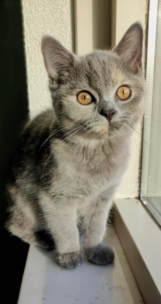 Herplaatsing:2 Britse Kortharen., Poes, Ontwormd, 3 tot 5 jaar