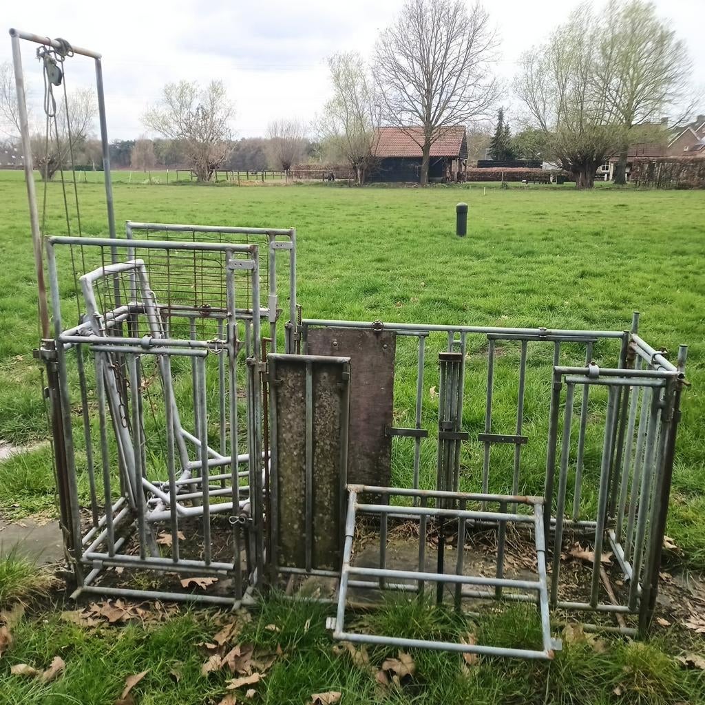 Bekapstoel voor schapen, Vrouwelijk, Schaap