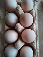 Broedeieren Australorp, Dieren en Toebehoren, Pluimvee, Geslacht onbekend, Kip