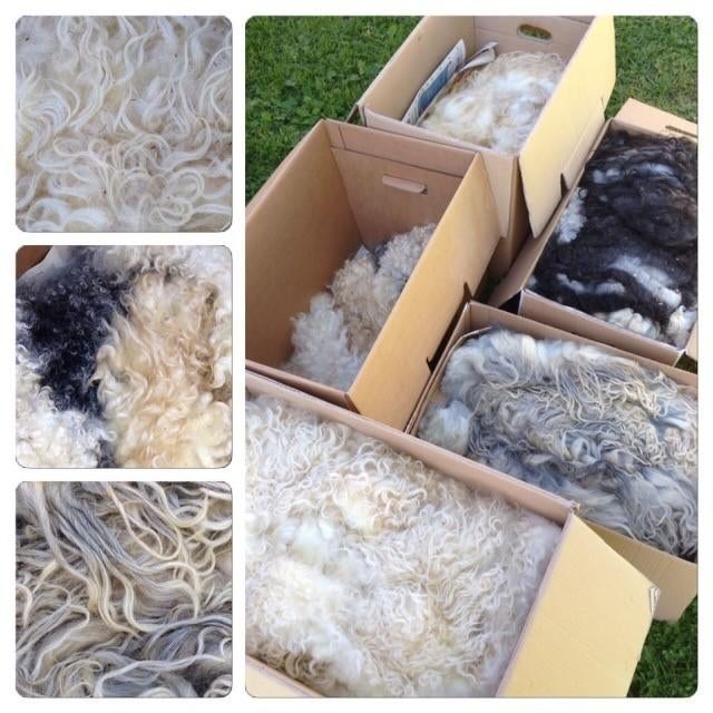 Gezocht: Gratis ruwe schapen en/of alpaca vachten