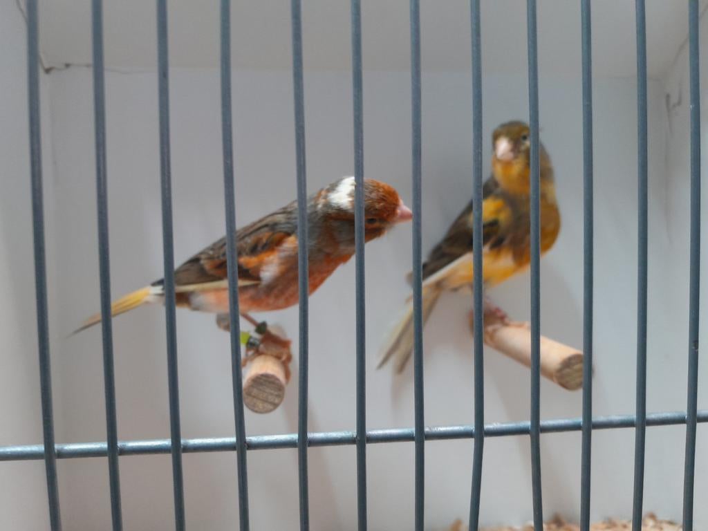 Koppel  kanarie bont, Dieren en Toebehoren, Vogels | Kanaries, Meerdere dieren, Kleurkanarie