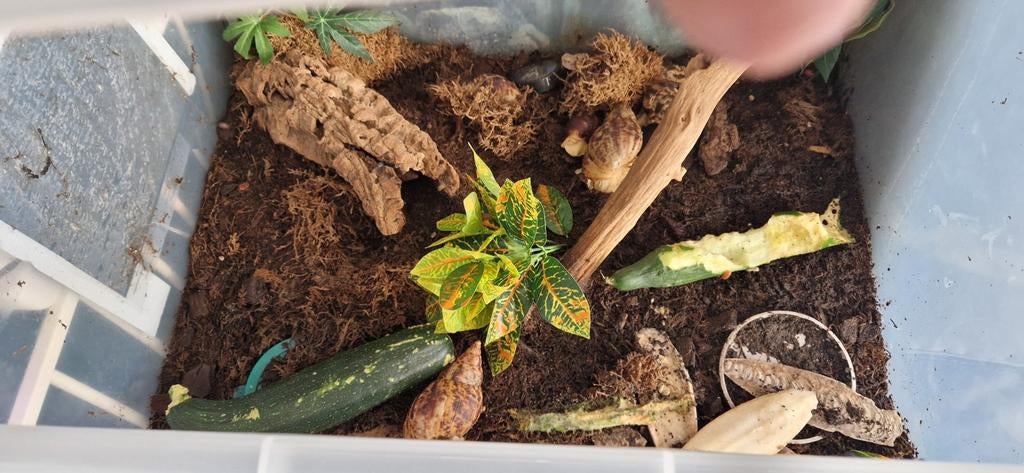 Afrikaanse reuzenslakken, Dieren en Toebehoren, Reptielen en Amfibieën, Overige soorten, Met terrarium, 0 tot 2 jaar