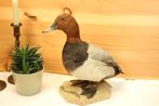 Taxidermie - opgezette eend, Ophalen of Verzenden, Zo goed als nieuw, Vogel, Opgezet dier