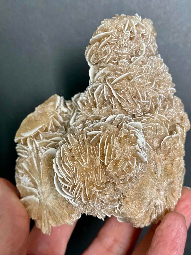 Woestijnroos, Ophalen of Verzenden