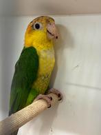 Groendij Caique pop 2025, Dieren en Toebehoren, Vrouwelijk, Papegaai, Geringd
