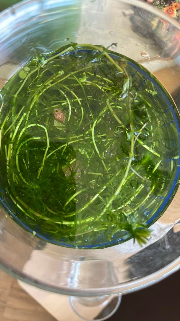 Zuurstofplanten, Vis