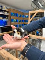 Te koop 2 super leuke gecastreerde cavia beertjes mannetjes, Januari, Mannelijk, Cavia