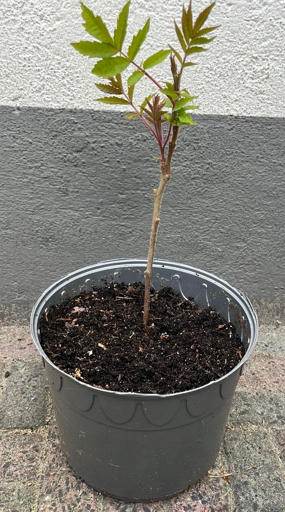 Fluweelboom in biologische aarde, Tuin en Terras, Ophalen, Overige soorten, Struik