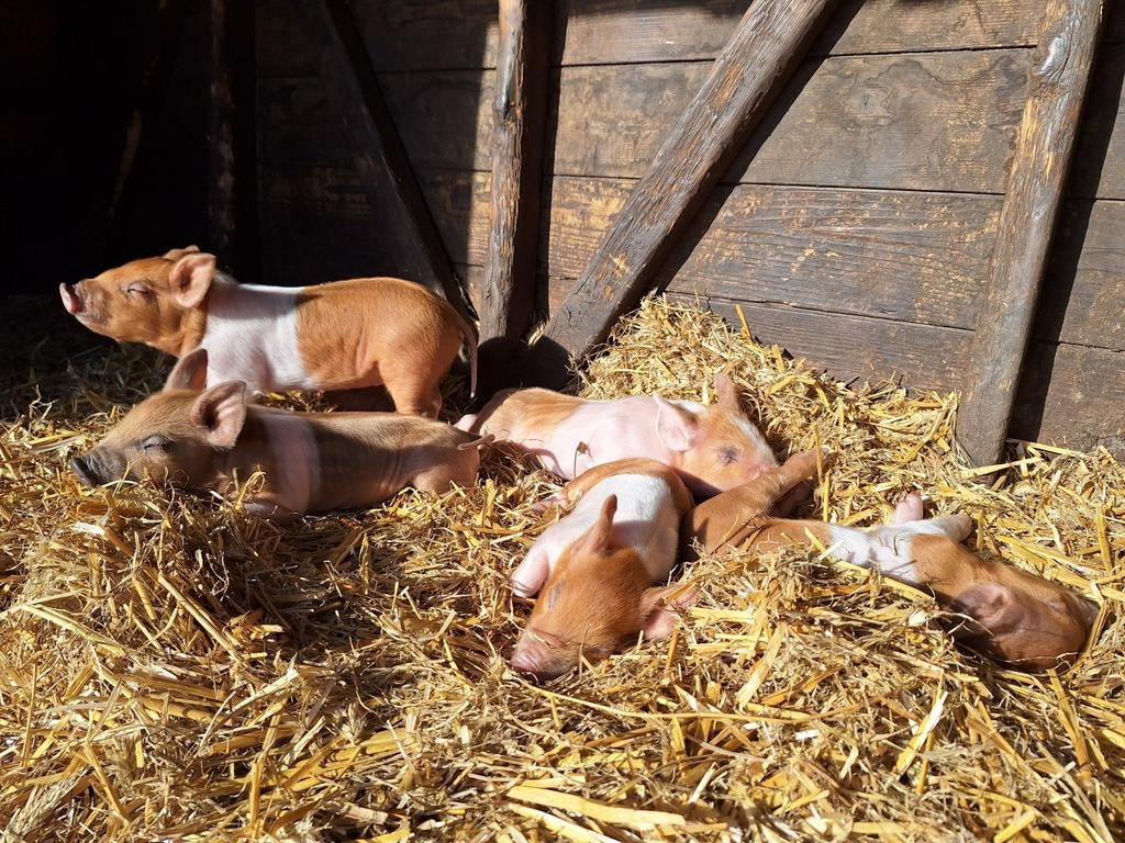 Husumer biggen te koop, Dieren en Toebehoren, Schapen, Geiten en Varkens, Varken, Meerdere dieren, 0 tot 2 jaar