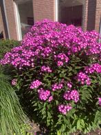 Roze Phlox, Volle zon, Vaste plant, Zomer, Ophalen
