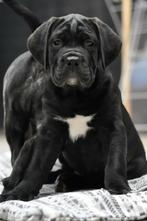 Prachtige Cane Corso pups  met stamboom uit Kampioenslijnen, Dieren en Toebehoren, Honden | Bulldogs, Pinschers en Molossers, Fokker | Hobbymatig