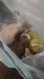 Knuffels, Ophalen, Zo goed als nieuw, Overige typen