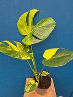 Monstera Aurea Big Form p17 XXL (2), Ophalen of Verzenden, Halfschaduw, Minder dan 100 cm