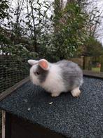 Franse Dwerg Hangoren, Dieren en Toebehoren, Konijnen, Mannelijk, Dwerg, Hangoor, 0 tot 2 jaar