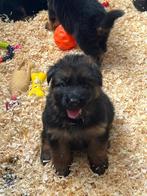 Duitse herder pups met stamboom. Nog 2 teefjes beschikbaar., Overige rassen, 8 tot 15 weken, Parvo, Meerdere