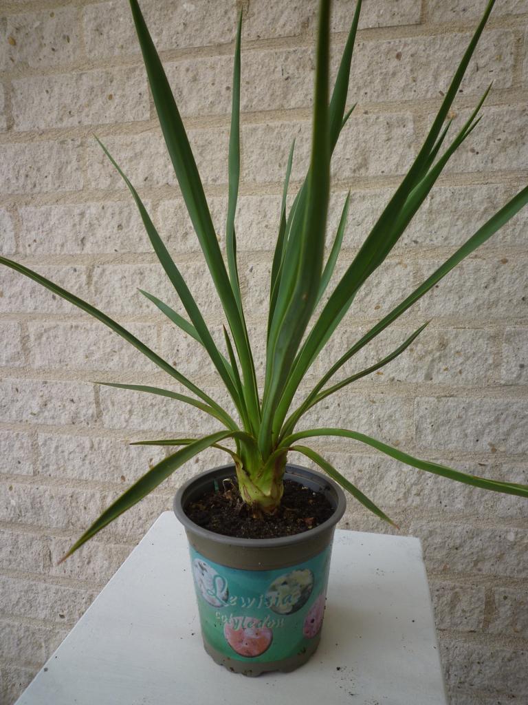 053 YUCCA OP STAM (PALMLELIE) , Overige soorten, Volle zon, Vaste plant, Ophalen of Verzenden