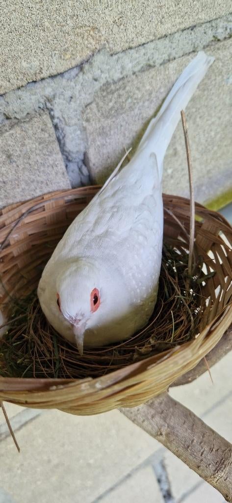 Diamantduif Mutaties, Meerdere dieren, Tropenvogel, Geringd